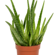 izbová rastlina Aloe Vera