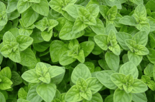 oregano