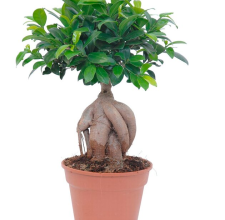 Bonsaj „Ficus Ginseng“