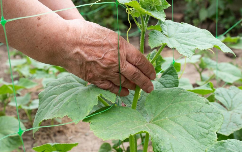 cucumber-plant-.jpg