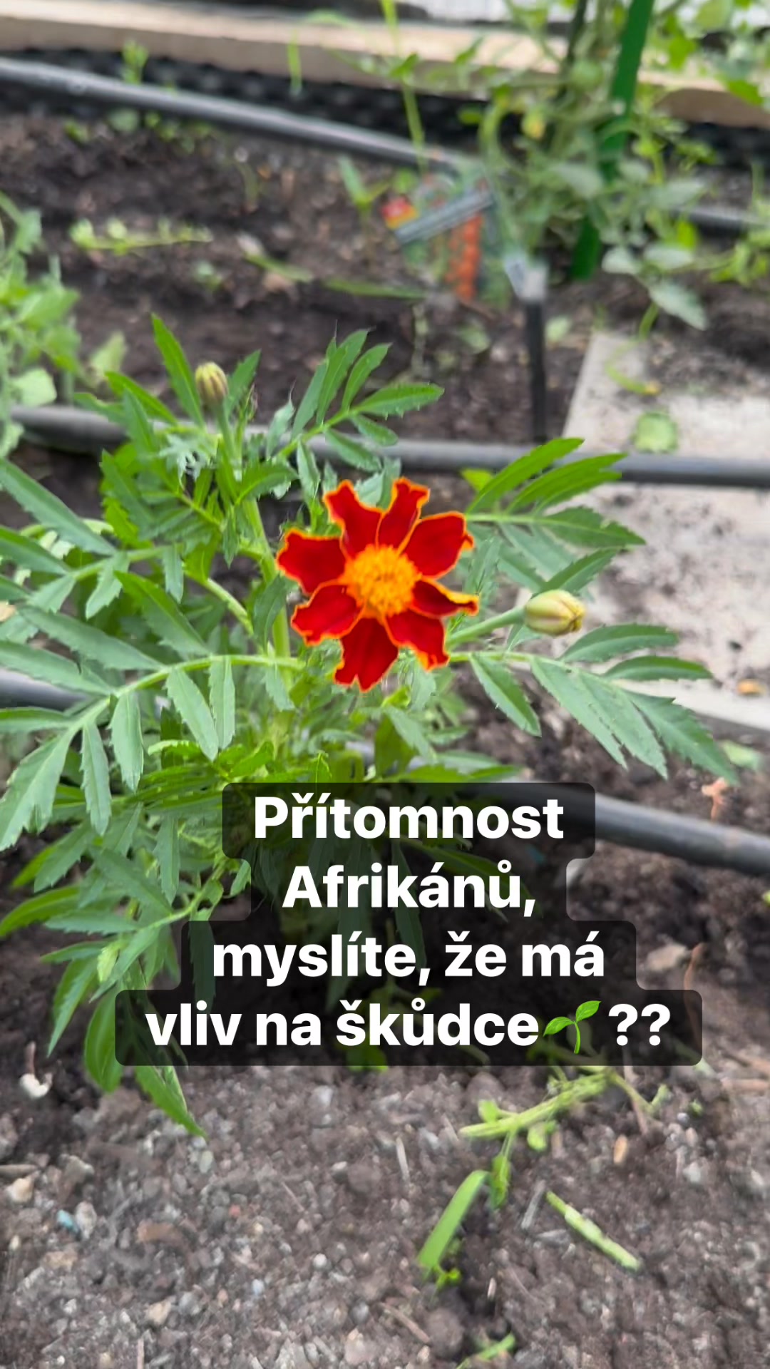 Facebook příspěvek HNOJIK.CZ