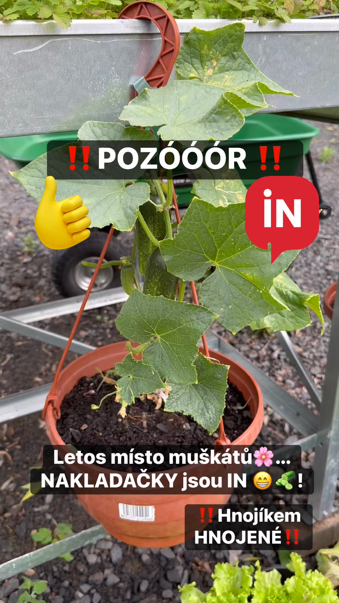 Facebook příspěvek HNOJIK.CZ