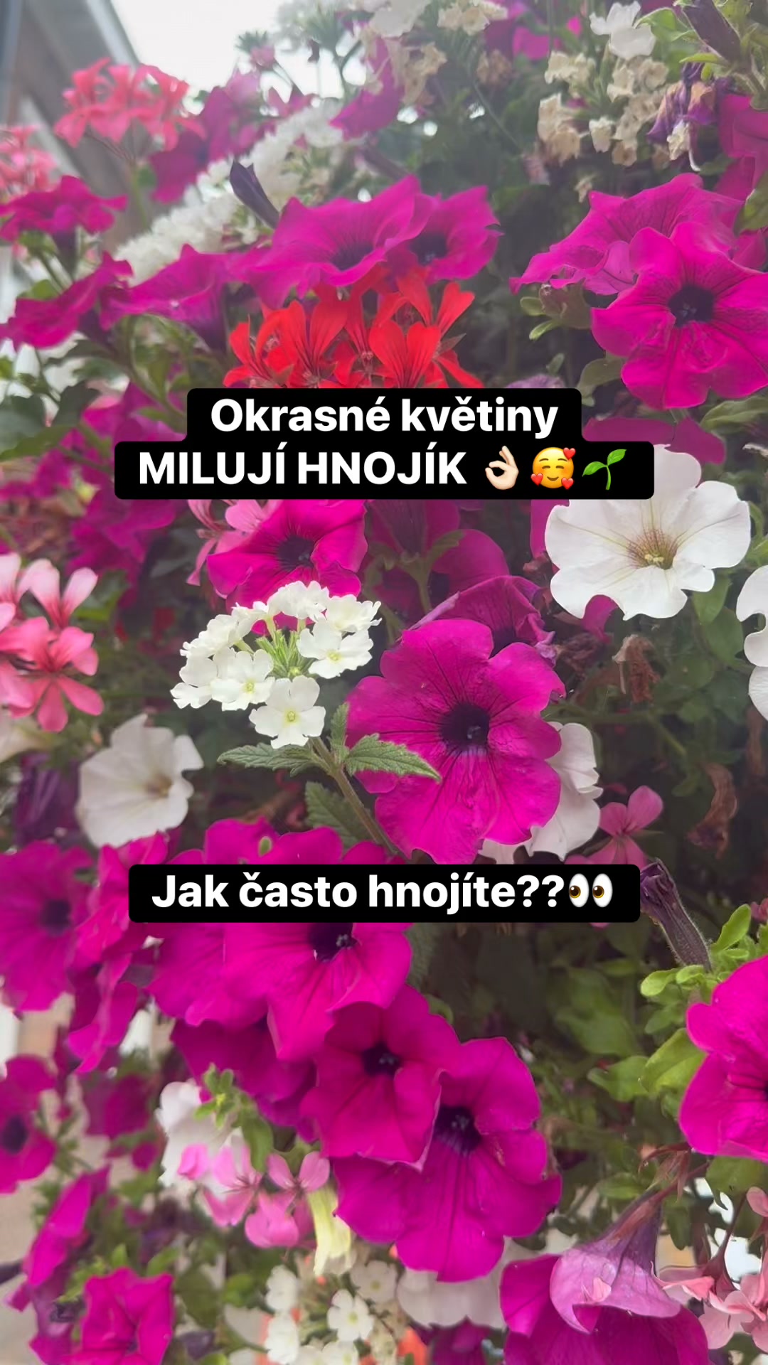Facebook příspěvek HNOJIK.CZ